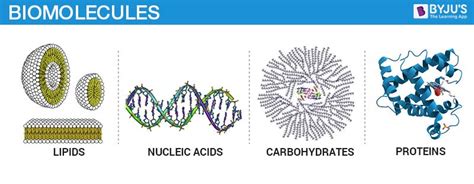 Biomolecules- Carbohydrates, Proteins, Nucleic acids and Lipids