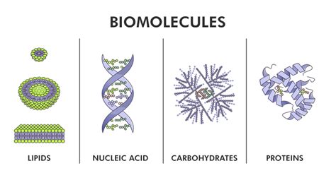 Biomolecules - Definition, Structure, Classification, Examples ...