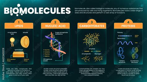 Stockvector Biomolecules or Biological molecules infographics with ...