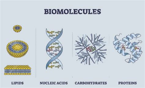 What Are Biomolecules And Why Are They So Important.