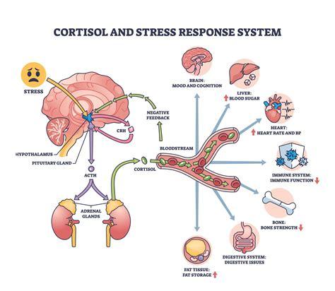 Stress and Heart Disease: How to Lower Cortisol and Why it Matters ...