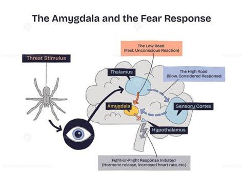 Amygdala and the fear response shows a brain, eye, and spider ...
