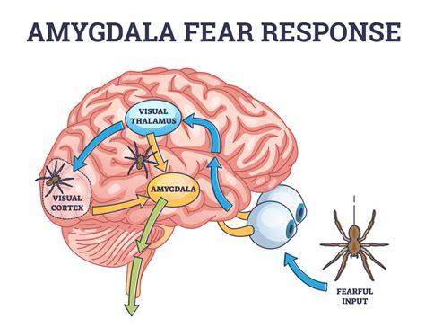 The role of the Amygdala