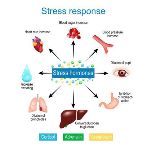 580+ Cortisol Stock Illustrations, Royalty-Free Vector Graphics & Clip ...